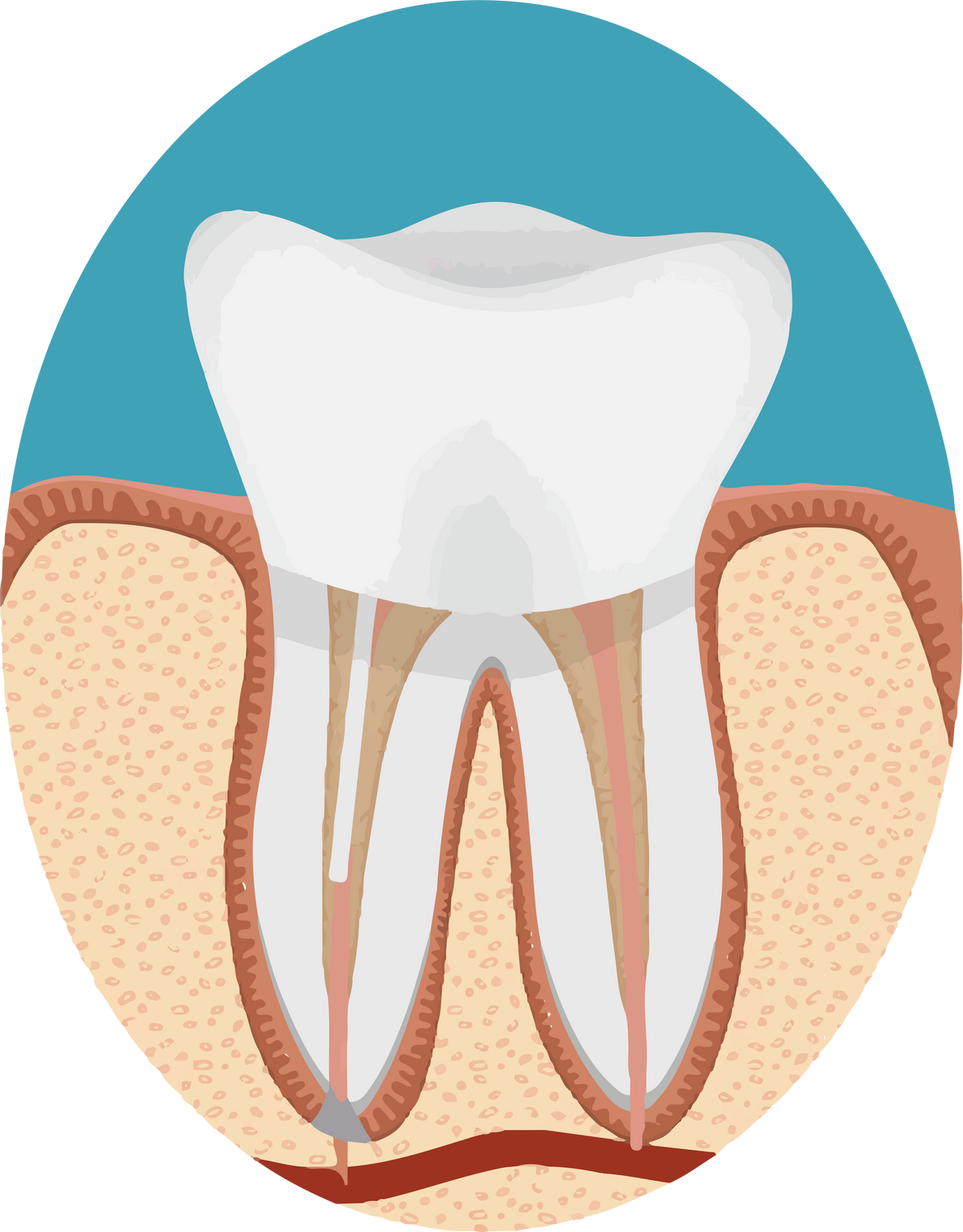 Endodontics Icon